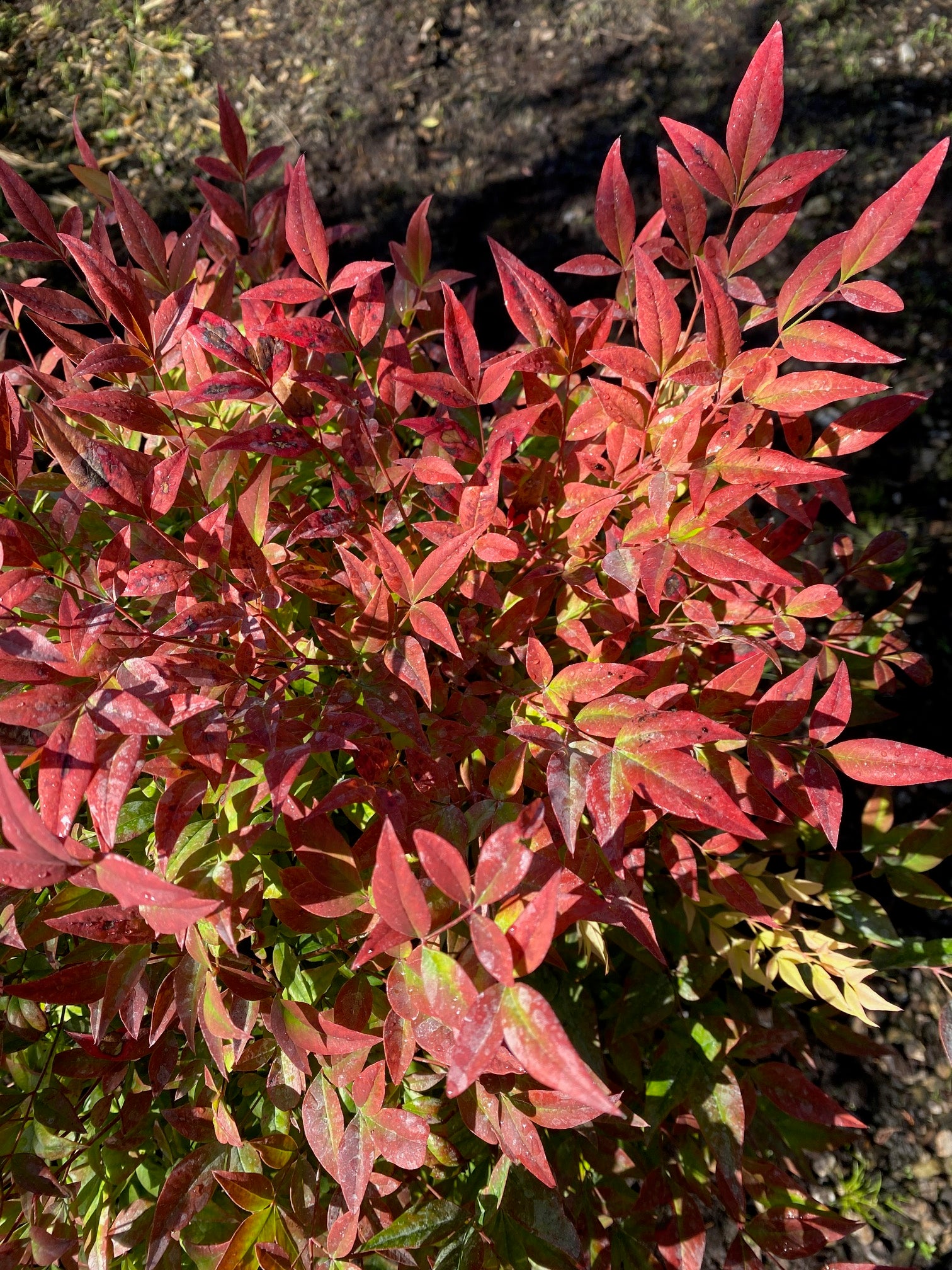 Heiliger Bambus 'Gulf Stream' / Nandina domestica 'Gulf Stream'
